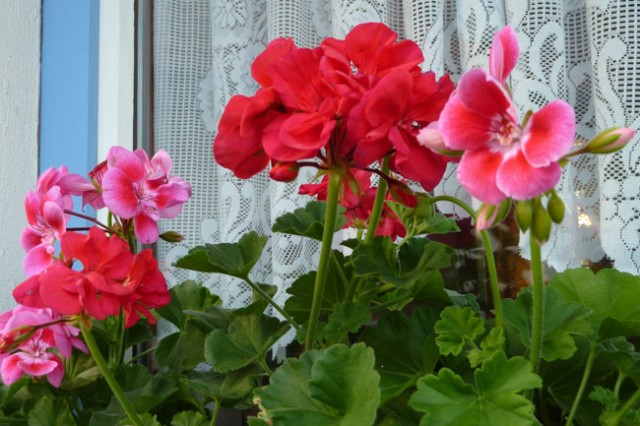 Pelargonien