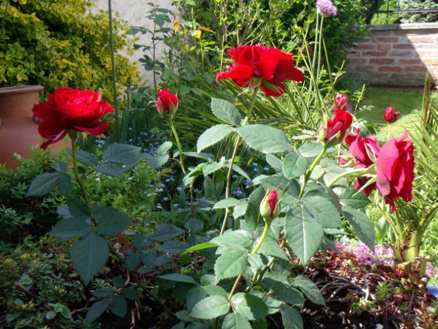 Frühsommerbeet